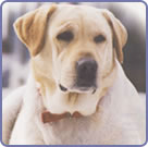 Yellow Lab dog